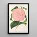 Reprodukcja obrazu Camellia Duchesse de Nassau - Charles Antoine Lemaire