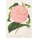 Reprodukcja obrazu Camellia Duchesse de Nassau - Charles Antoine Lemaire