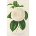 Camellia Fanny Sanchioli - Charles Antoine Lemaire — widok dzieła