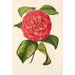 Camellia Francesco Burlamachi - Charles Antoine Lemaire — widok dzieła