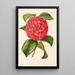 Camellia Francesco Burlamachi - Charles Antoine Lemaire — oprawiony obraz na ścianie