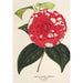 Camellia Giardino Santarelli - Charles Antoine Lemaire — widok dzieła