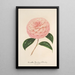 Reprodukcja obrazu Camellia Giardino Schmitz - Charles Antoine Lemaire