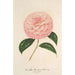Reprodukcja obrazu Camellia Giardino Schmitz - Charles Antoine Lemaire