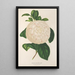 Reprodukcja obrazu Camellia Giuseppe Biasi - Charles Antoine Lemaire