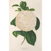 Reprodukcja obrazu Camellia Giuseppe Biasi - Charles Antoine Lemaire