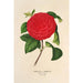 Reprodukcja obrazu Camellia Il Giogello - Charles Antoine Lemaire