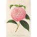 Camellia Isabella Orsini Franchetti - Charles Antoine Lemaire — widok dzieła