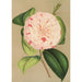 Camellia Luisa Bartoloni - Charles Antoine Lemaire — widok dzieła