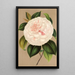 Reprodukcja obrazu Camellia Madame Cachet - Charles Antoine Lemaire
