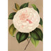 Reprodukcja obrazu Camellia Madame Cachet - Charles Antoine Lemaire