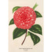 Camellia Madame Rudolph Abel - Charles Antoine Lemaire — widok dzieła