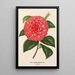 Camellia Madame Rudolph Abel - Charles Antoine Lemaire — oprawiony obraz na ścianie