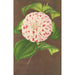 Camellia Madame Verschaffelt - Charles Antoine Lemaire — widok dzieła
