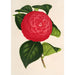 Camellia Marchesa Davia - Charles Antoine Lemaire — widok dzieła
