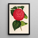 Camellia Marchesa Davia - Charles Antoine Lemaire — oprawiony obraz na ścianie