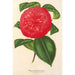 Camellia Marianna Talenti - Charles Antoine Lemaire — widok dzieła