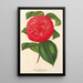 Camellia Marianna Talenti - Charles Antoine Lemaire — oprawiony obraz na ścianie