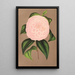 Reprodukcja obrazu Camellia Mistress Dombrain - Charles Antoine Lemaire