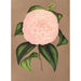 Reprodukcja obrazu Camellia Mistress Dombrain - Charles Antoine Lemaire