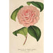 Camellia Mme de Cannart d'Hamal - Charles Antoine Lemaire — widok dzieła