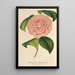 Camellia Mme de Cannart d'Hamal - Charles Antoine Lemaire — oprawiony obraz na ścianie