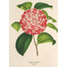 Camellia Nazzari - Charles Antoine Lemaire — widok dzieła