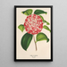 Camellia Nazzari - Charles Antoine Lemaire — oprawiony obraz na ścianie
