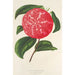 Camellia Ninfa del Tebro - Charles Antoine Lemaire — widok dzieła