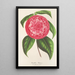 Reprodukcja obrazu Camellia Petazzi - Charles Antoine Lemaire