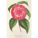 Reprodukcja obrazu Camellia Petazzi - Charles Antoine Lemaire