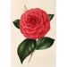 Camellia Poldina Vanturi - Charles Antoine Lemaire — widok dzieła