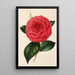Camellia Poldina Vanturi - Charles Antoine Lemaire — oprawiony obraz na ścianie