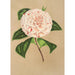 Reprodukcja obrazu Camellia Principessa Clotilde - Charles Antoine Lemaire