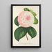 Reprodukcja obrazu Camellia Królowa Piękności - Charles Antoine Lemaire