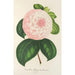 Reprodukcja obrazu Camellia Królowa Piękności - Charles Antoine Lemaire