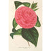 Camellia Roma risorta - Charles Antoine Lemaire — widok dzieła