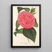 Camellia Roma risorta - Charles Antoine Lemaire — oprawiony obraz na ścianie