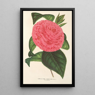 Charles Antoine Lemaire - Camellia Roma risorta.webp