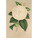 Camellia Sangalli - Charles Antoine Lemaire — widok dzieła