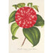Reprodukcja obrazu Camellia Souvenir d'Émile Defresne - Charles Antoine Lemaire