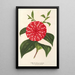 Reprodukcja obrazu Camellia Stella Polare - Charles Antoine Lemaire