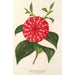 Reprodukcja obrazu Camellia Stella Polare - Charles Antoine Lemaire