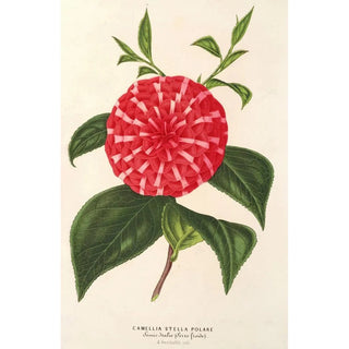 Charles Antoine Lemaire - Camellia Stella polare.webp