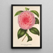 Reprodukcja obrazu Camellia Teresita Canzio Garibaldi - Charles Antoine Lemaire