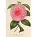 Reprodukcja obrazu Camellia Teresita Canzio Garibaldi - Charles Antoine Lemaire