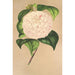 Camellia Vesillo dell'Arno - Charles Antoine Lemaire — widok dzieła