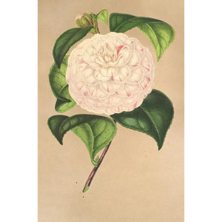 Charles Antoine Lemaire - Camellia Vesillo dell Arno.webp