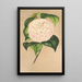 Camellia Vesillo dell'Arno - Charles Antoine Lemaire — oprawiony obraz na ścianie