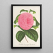 Reprodukcja obrazu Camellia Vicomte de Nieuland - Charles Antoine Lemaire